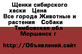 Щенки сибирского хаски › Цена ­ 12 000 - Все города Животные и растения » Собаки   . Тамбовская обл.,Моршанск г.